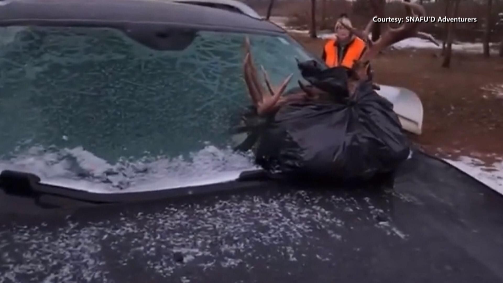 Suspect returns stolen buck